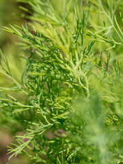 Green dill in the garden as a background