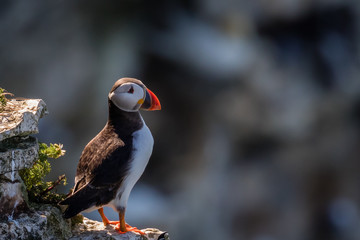 Puffins