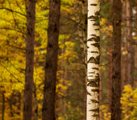 Fototapeta premium Birches in the forest in autumn as a background