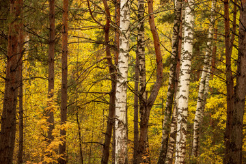 Birches in the forest in autumn as a background