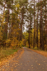 Road in the forest in autumn as a background