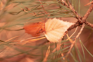 Fototapeta premium Leaf on needles and needles in autumn