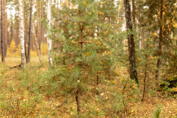 Coniferous trees in the autumn forest as a background