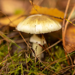 Inedible mushroom in the forest in autumn