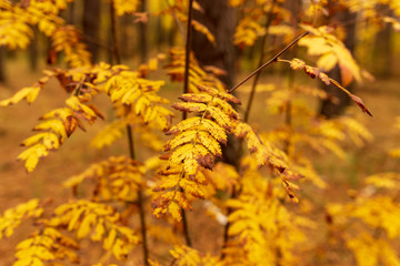 Leaves on a tree in autumn as a background