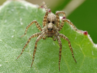 Wolf spider (Pardosa)