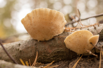 Inedible mushrooms on a tree in autumn