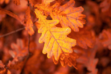 Red leaves on trees in the forest in autumn