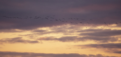 A flock of birds flies at sunset
