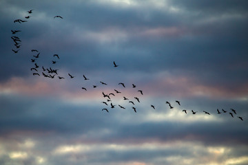 A flock of birds flies at sunset