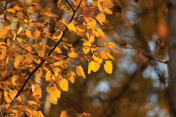 Leaves on a tree in autumn as a background