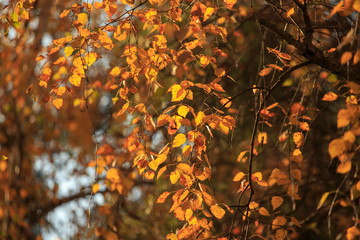 Leaves on a tree in autumn as a background