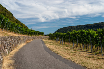 Fototapeta na wymiar A road leading to a hill of vine plantation on a beautiful hot, sunny, summer day in western Germany.