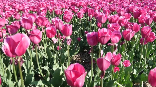 Campagna in Olanda fioritura dei tulipani