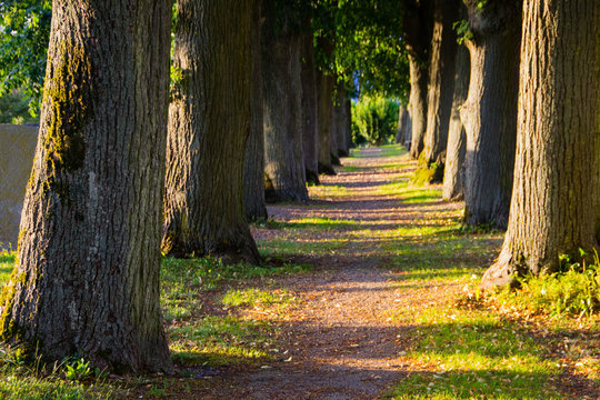 Scenic abandoned and old tree avenue with trees lined up after each other in the golden hour of the evening light with a foot path, symbol for a long way of freedom and peace, Germany