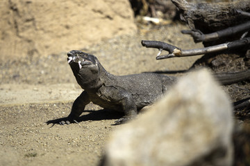 Komodo dragon eating