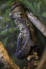 Blue tree Monitor