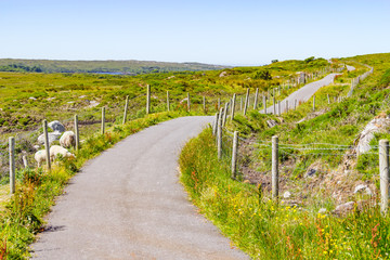 Greenway with farm and vegetation in Clifden