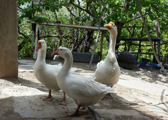 White geese walking in the country yard