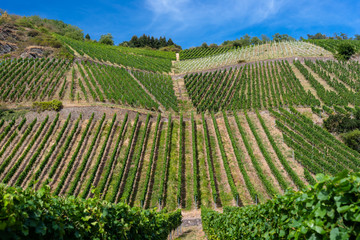 Fototapeta na wymiar Ripening grapes on a vine plantation on a beautiful hot, sunny, summer day in western Germany.