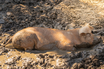 Young pig enjoying dirt bath