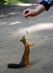 Squirrel is sitting on the ground and cadging nuts