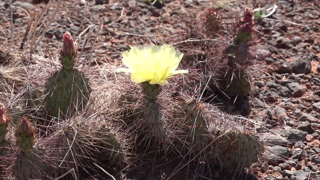 Flowering cactus plants, Yellow flowers of Opuntia sp. (polyacantha) in Canyonlands National Park, Utha
