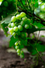 Beautiful young unripe grapes at summer.