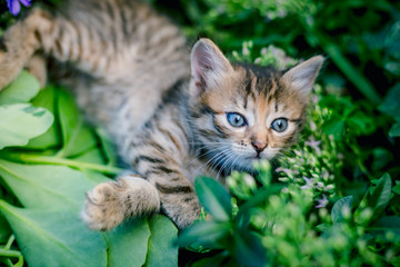 Fototapeta na wymiar Cute tabby little kitten in the grass