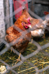 Chickens on the farm. Toned, style, color photo.