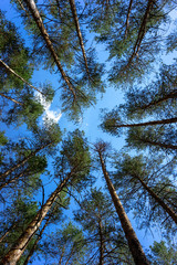 Tops of pine trees in the forest