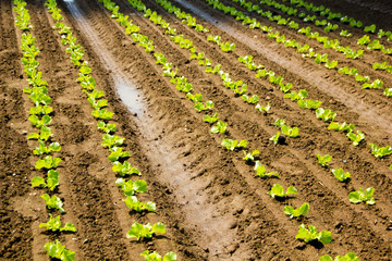 Fototapeta na wymiar Growing young lettuce for salad at a farm field with brown soil