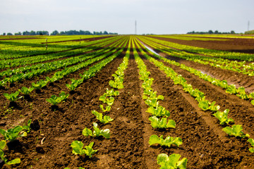 Fototapeta na wymiar Growing young lettuce for salad at a farm field with brown soil