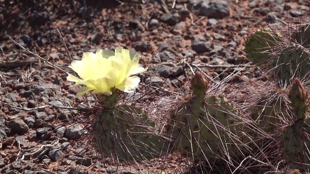 Flowering cactus plants, Yellow flowers of Opuntia sp. (polyacantha) in Canyonlands National Park, Utha