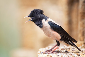 Rosy Starling (Sturnus roseus) stands on a stone with open beak