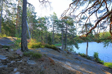 Obraz premium Beautiful view on lake through green tall trees on a top of rocks. Gorgeous nature landscape backgrounds. Sweden, Europe.