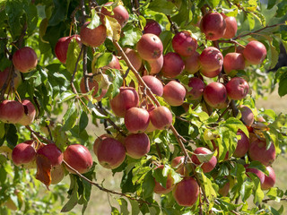 Pommes et pommiers de culture biologique.