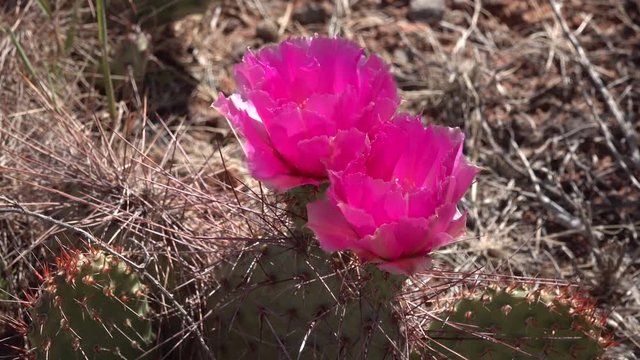 Flowering cactus plants, Pink flowers of Opuntia sp. (polyacantha) in Canyonlands National Park, Utha