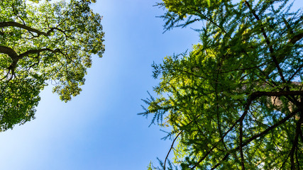 Fototapeta premium Trees and sky