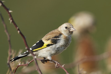 European goldfinch (Carduelis carduelis)