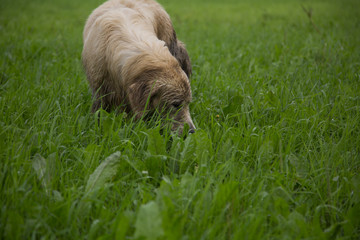 Fototapeta premium Dirty Golden Retriever