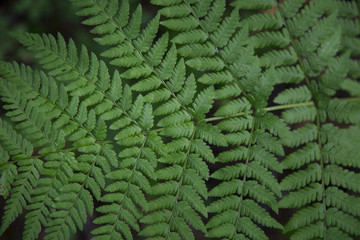 Fern in the forest