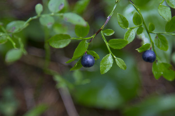 blueberries in the forest