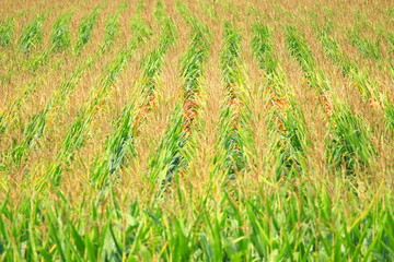 Corn field