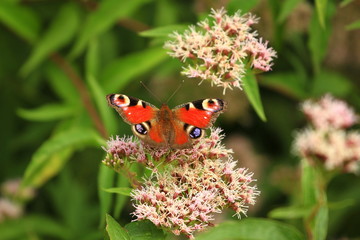 Butterfly on flower