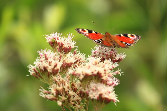 Butterfly on flower