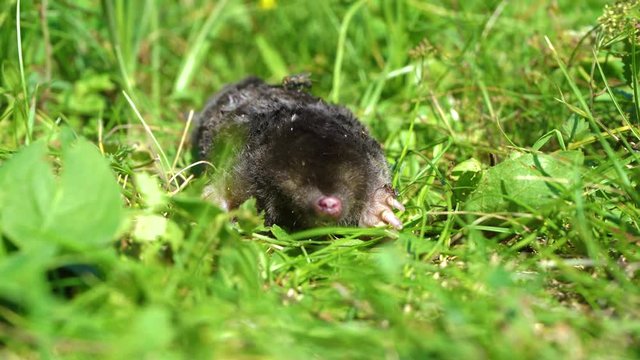 Dead body of small mole animal laying on green grass and insects running on its fur. Real time 4k video footage.