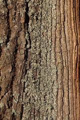 Oak bark close-up. Texture of a tree bark close-up. Vertical composition.