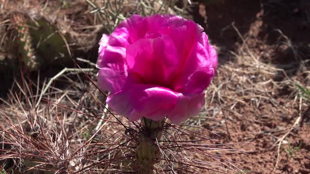 Flowering cactus plants, Pink flowers of Opuntia sp. (polyacantha) in Canyonlands National Park, Utha