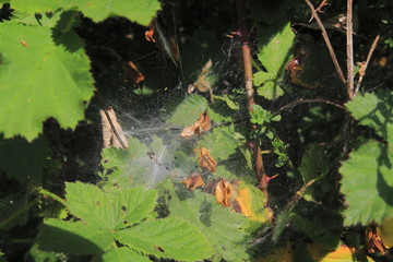 Spinnennetz in einer Brombeerhecke mit verdtrockneten Blättern